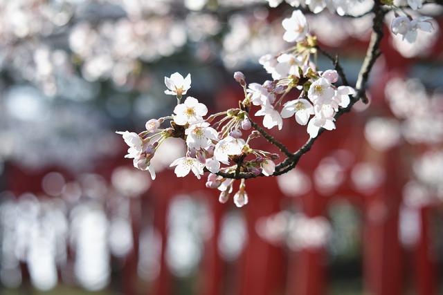 恋愛成就で有名な神社の境内